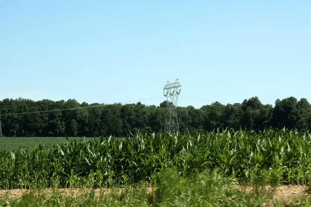 Power lines over cornfield and trees