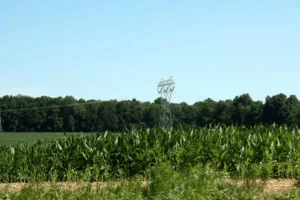 Power lines over cornfield and trees