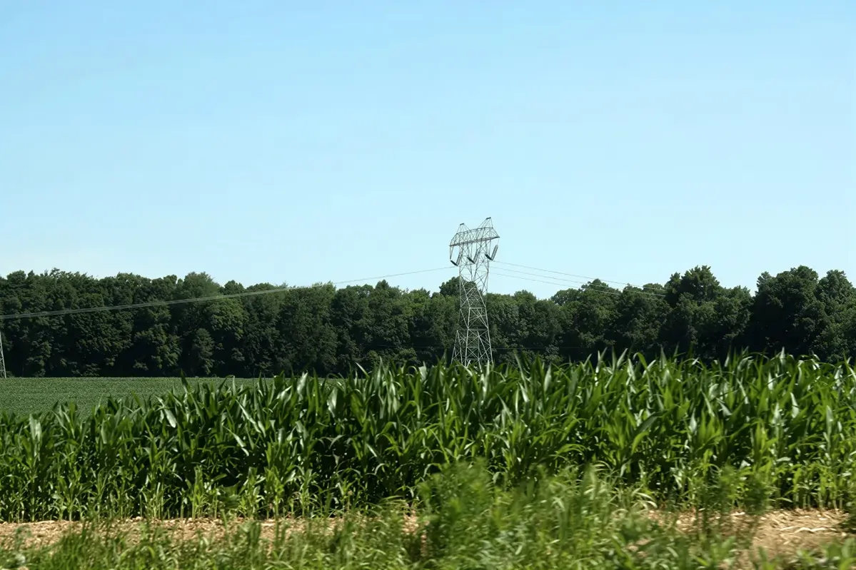 Power lines over cornfield and trees